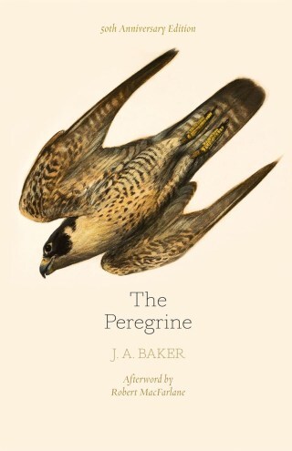 What It’s Like to Be a Falcon: The Peregrine as a Portal to a Way of Seeing and a State of Being