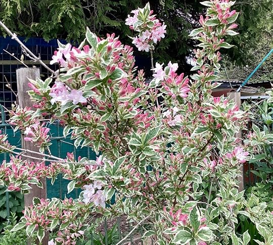 Spring flowers