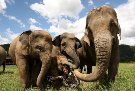 Saengduean Lek Chailert and elephants.