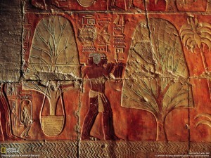 Myrrh trees being planted in an Egyptian garden
