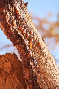 Myrrh resin or 