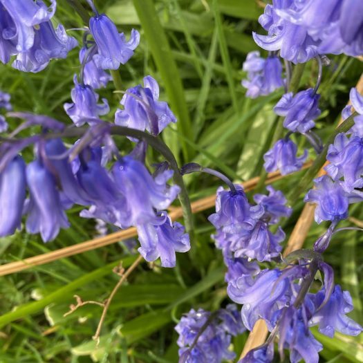 Wild bluebells