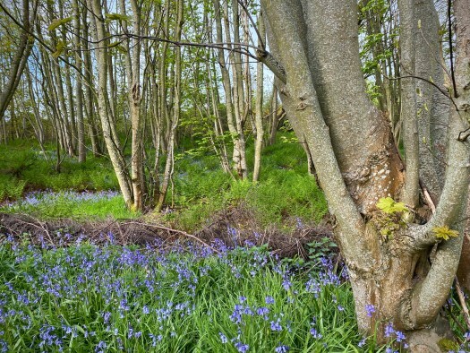 Bluebells in the woods