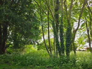 picture of spring woodland with cow parsley and young trees