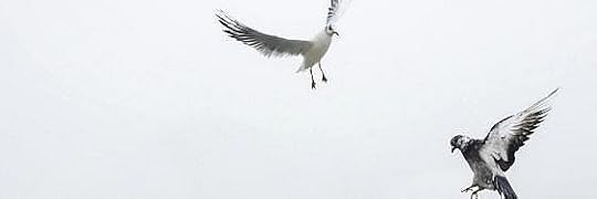 Recensione di Come gli uccelli di Wajdi Mouawad