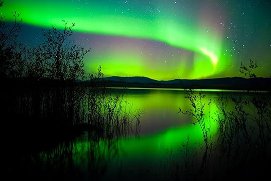 Intense northern lights (Aurora borealis) over Lake Laberge, Yukon Territory, Canada, with silhouettes of willows on lake shore.