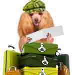 vacation with pets