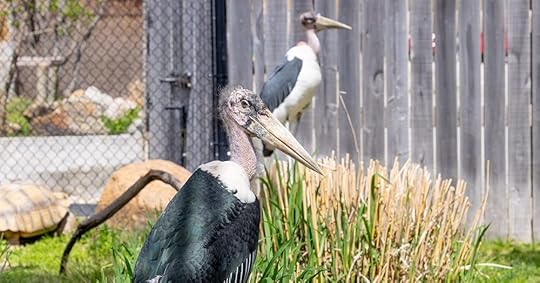 Ark Encounter's New Marabou Storks