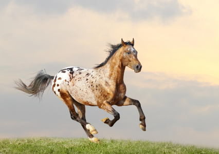 Appaloosa