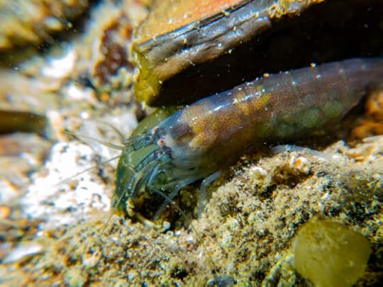 Fat-handed Shrimp at Ricketts Point, plus Bearded Crab, 16 May