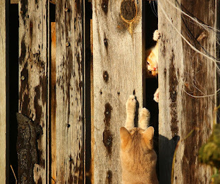 How many kittens can you see?