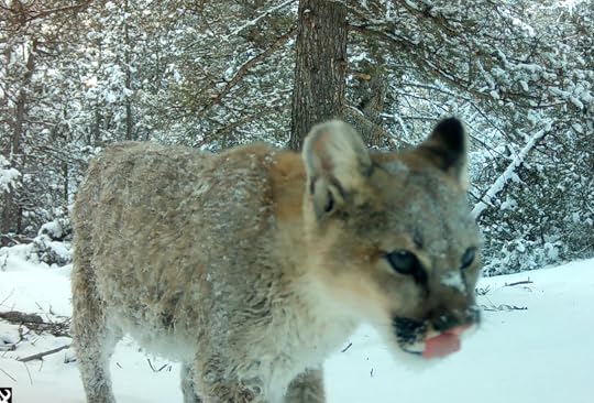 This image has an empty alt attribute; its file name is lone-kitten.png