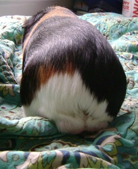 Rachel E Smith guinea pig Belvedere