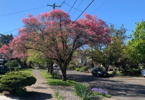 flowering tree by a sidewalk