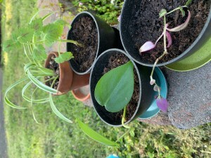 4 small pots with plants