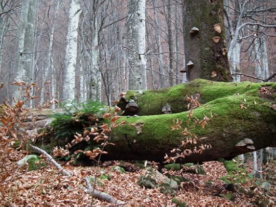 Есенна гора