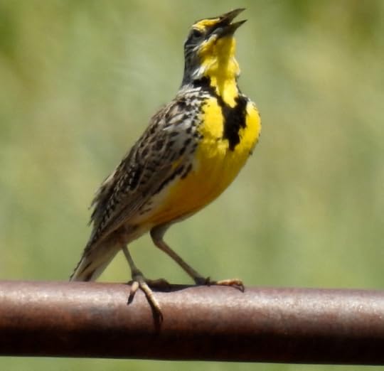 Western Meadowlark chirping