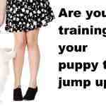 puppy jumping up