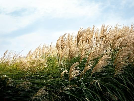wind blowing through sea grass