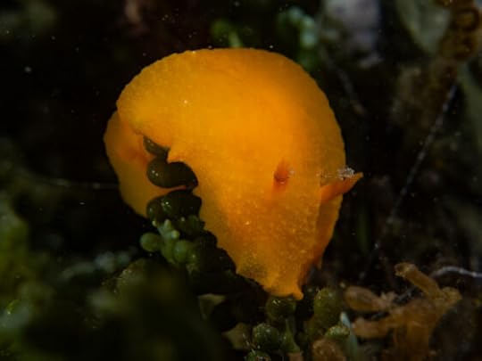Port Phillip Bay snorkelling and water temperature
