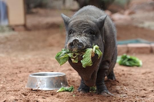 pig at Best Friends Roadhouse and Mercantile