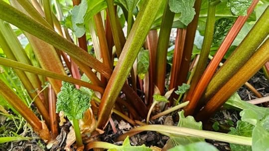 close up of rhubarb plants growing