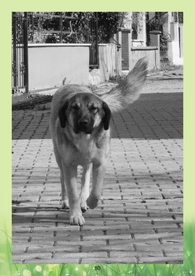 Photo of Tinker the dog