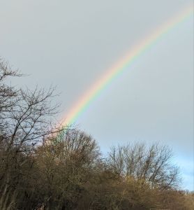 Picture of a rainbow in the sky with trees and a patch of blue.