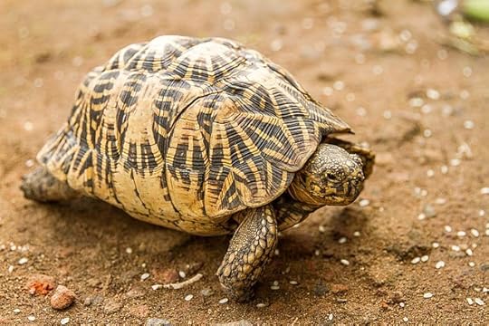 Embodied Self-CompassionTortoise image: M Kooragamage