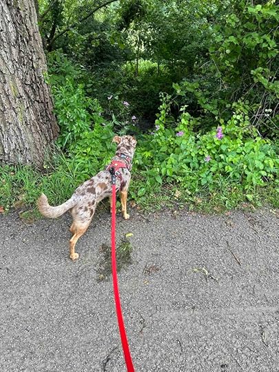 Sunny looking at Elkhart River