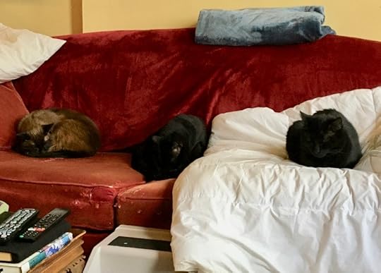 Cats on a Couch