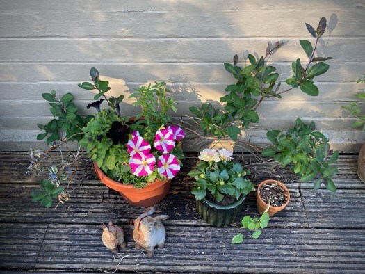 Stripy Petunias