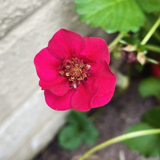 a strawberry flower - writing affirmations