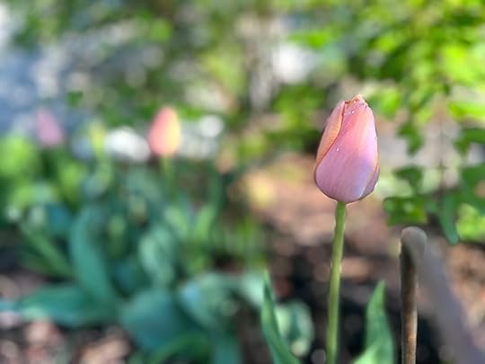 Singledordognetulipbackgroundoutoffocus
