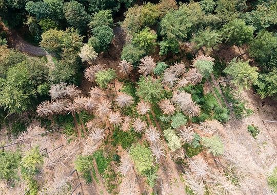 Image may contain Land Nature Outdoors Plant Tree Vegetation Woodland and Aerial View