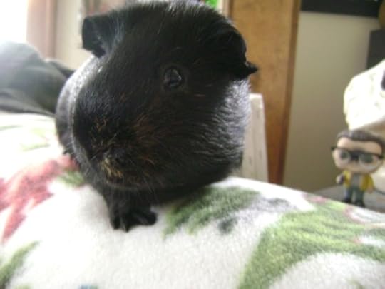 Rachel E Smith guinea pig Salem