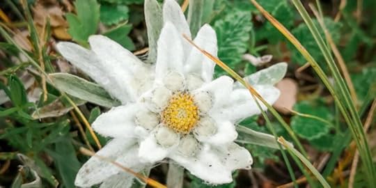 Еделвайсът - символът на планинарството