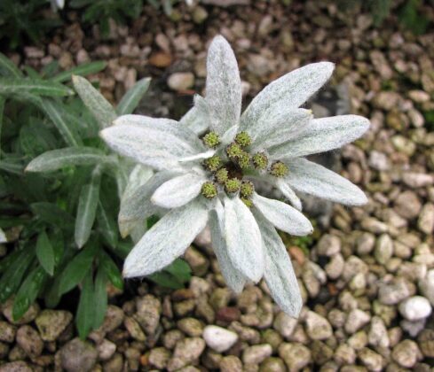 Еделвайсът - символът на планинарството