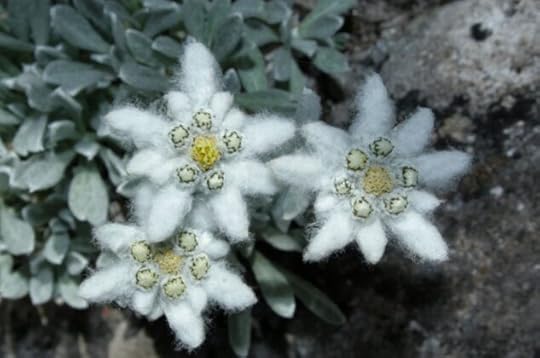 Еделвайсът - символът на планинарството