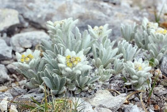 Еделвайсът - символът на планинарството