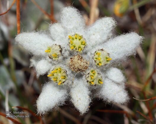Еделвайсът - символът на планинарството
