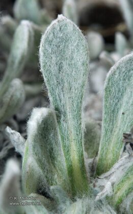 Еделвайсът - символът на планинарството