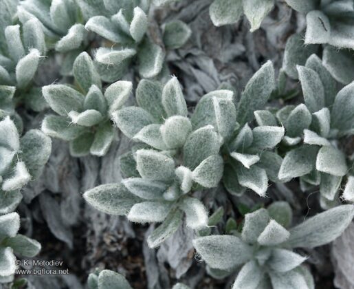 Еделвайсът - символът на планинарството