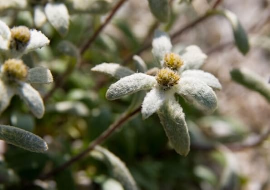 Еделвайсът - символът на планинарството
