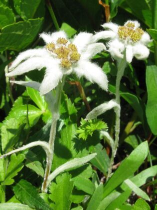 Еделвайсът - символът на планинарството