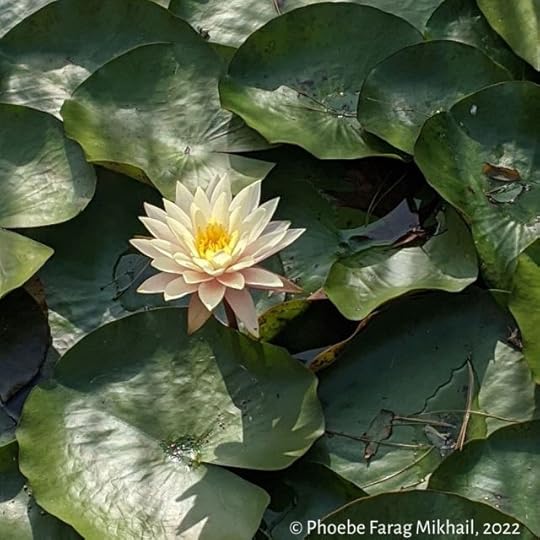 A white blooming water lily in the middle of many glossy green leaves.