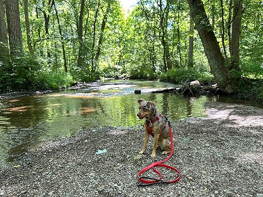 Sunny at Tracey's Trail