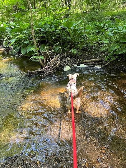 Sunny in the ditch exploring the water