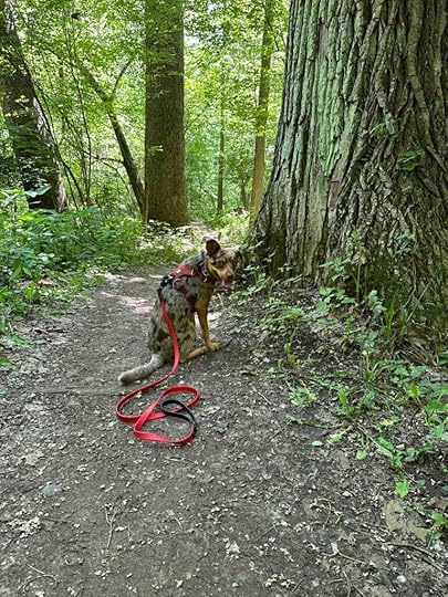 Sunny at Tracey's Trails