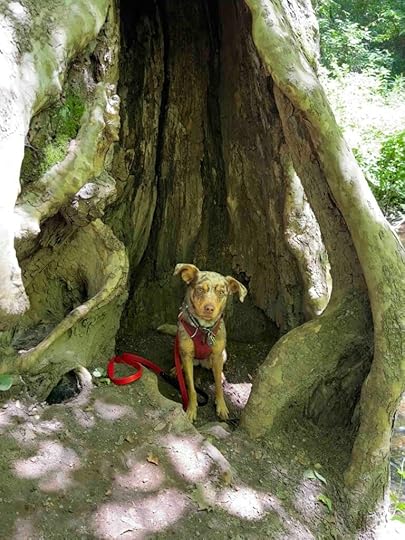 Sunny in a tree trunk